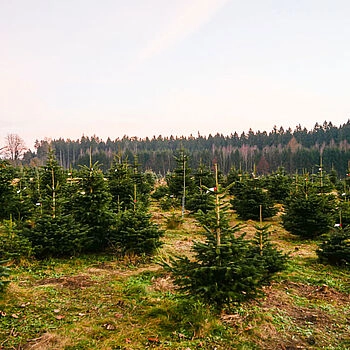 Christbäume